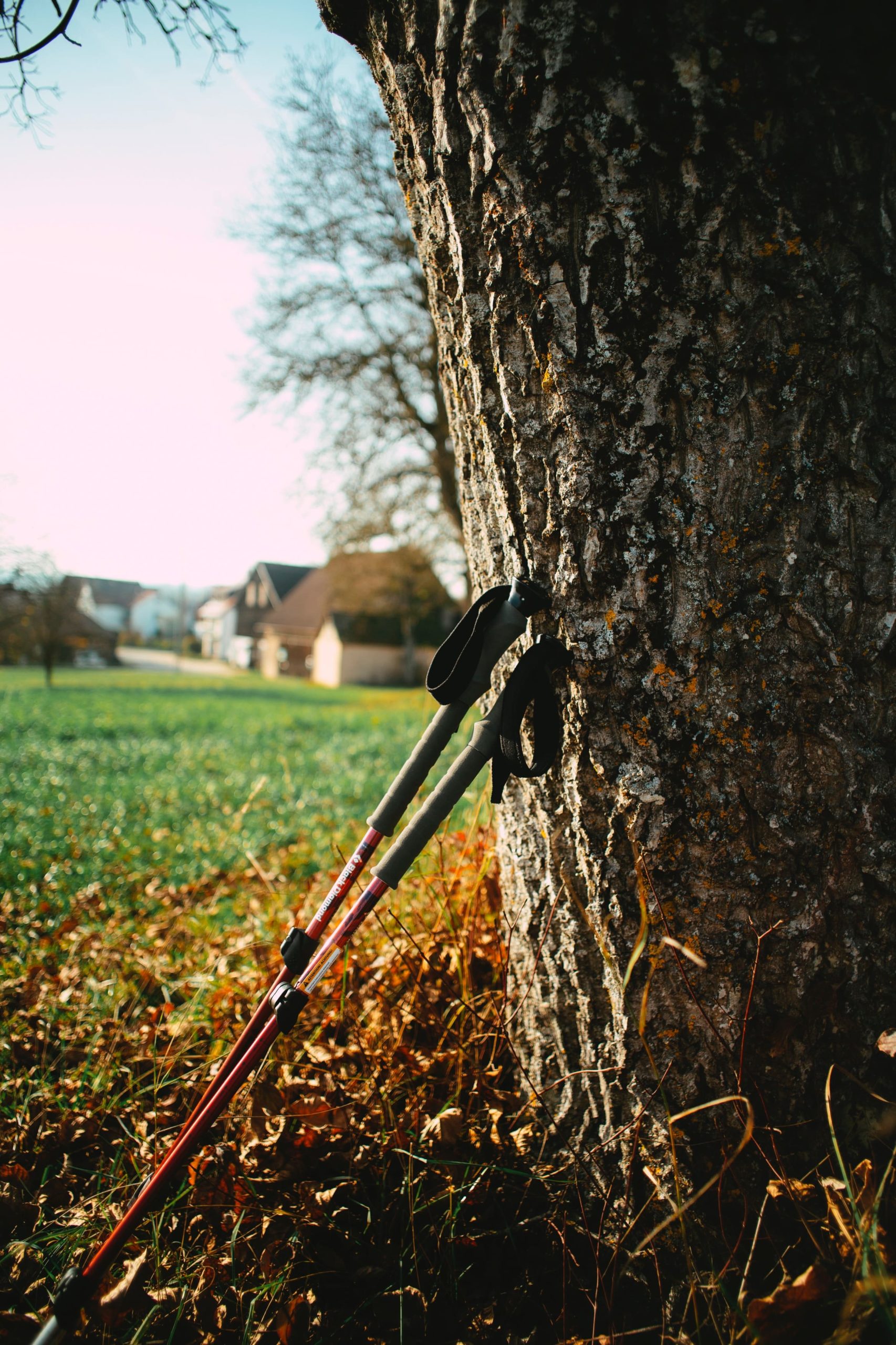 Bâtons de marche contre un arbre