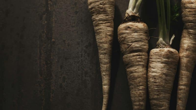 panais sur fond noir